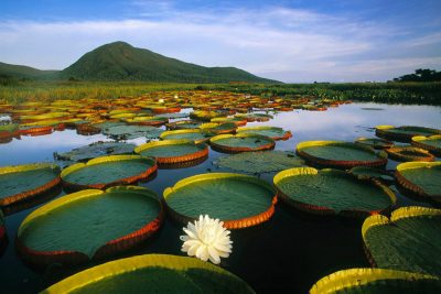 Lilly Pads with Mountains